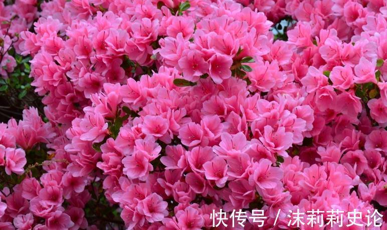 霜降之后在家养上这几种“艳阳花”,阳台秒变后花园,寓意招财