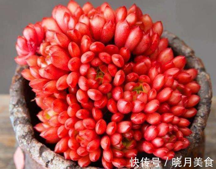 烂根|喜欢红彤彤的多肉?定要养株红宝石,颜色红艳有光泽,养成小老桩