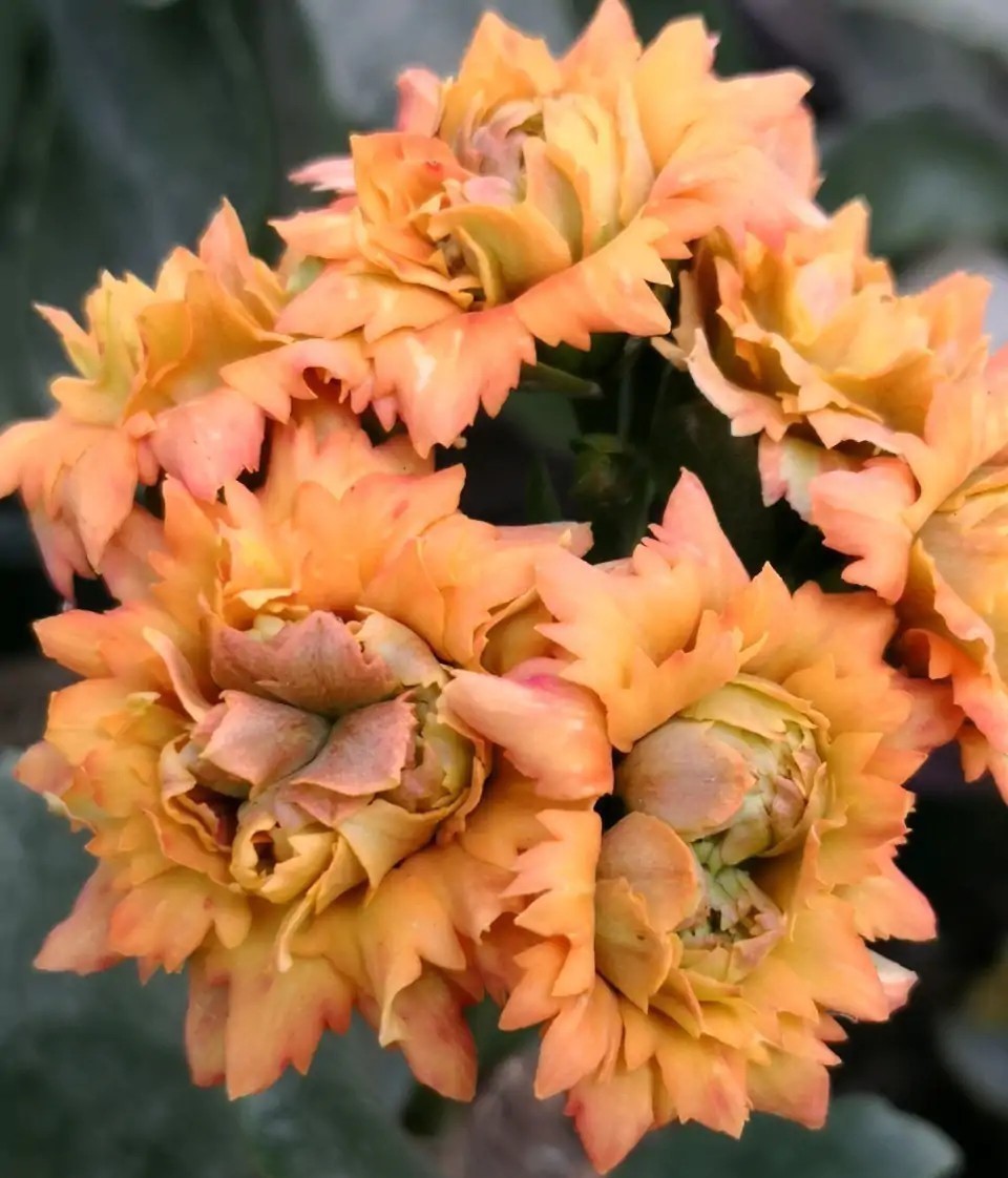 品种|75个长寿花品种,一个比一个美,一起来认识一下吧!