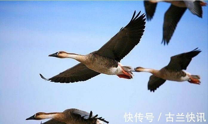 野菊!关于秋天的34首诗词,勾起了无数人的乡土情怀