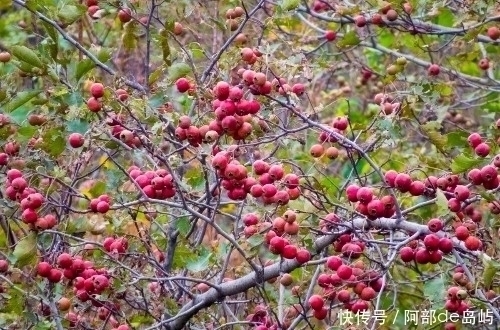 血管|山楂和此物一起泡,每天一杯,血管干净了,脂肪没了,喝出小蛮腰