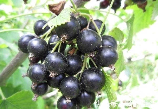 黑加仑|冬天到了，不妨多吃此果，气血好了，肝脏也好了，眼睛更明亮