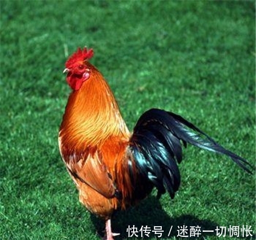 国家级!高手模仿《咏鹅》写《咏鸡》,获国家级文学奖,大家觉得水平如何