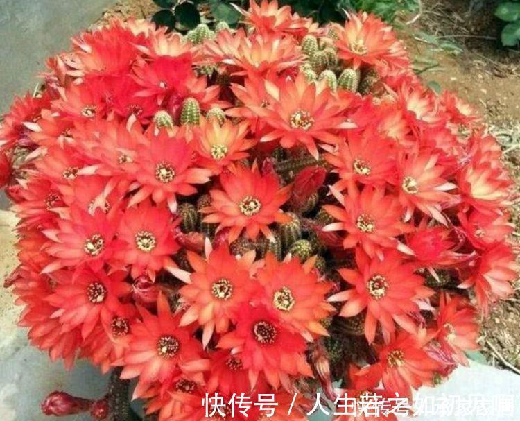 百合竹百合竹|3种花养家里，旺运又招财，听名字就喜庆，大家都抢着买！