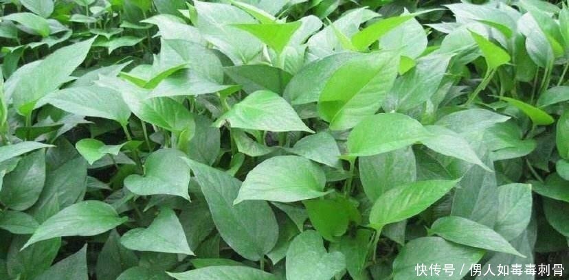 淘米|淘米水不要再偷偷倒掉,3种实用方法,解决了男女之间的很多困扰