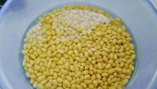 【草丁图书馆】黄豆加上这2样“泡泡”浇花,可让植物根壮叶绿枝茂