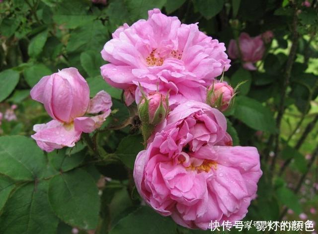 20款古老月季。数百年唯美传承，个个经典又抗病。远胜现代月季