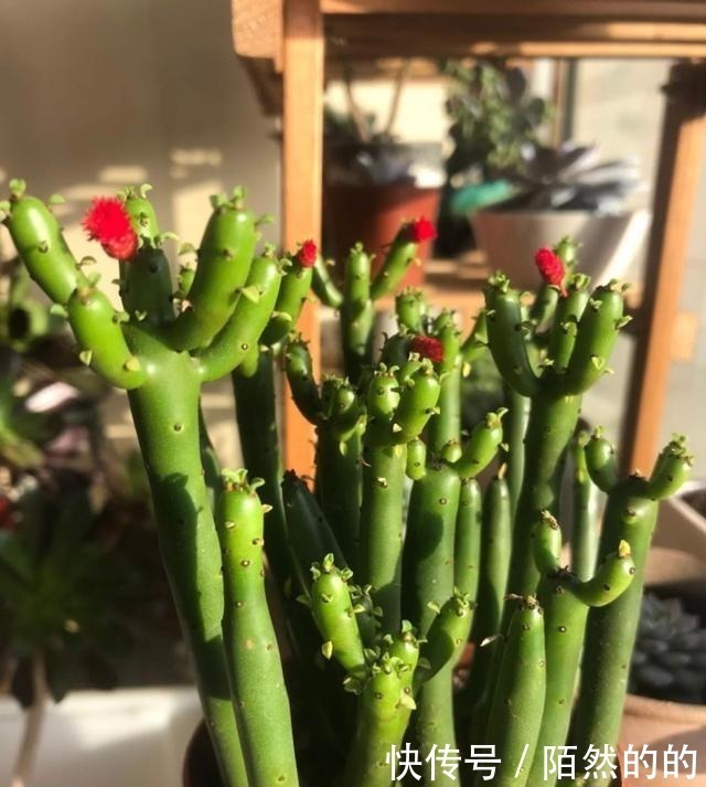 白菊|它们被誉为多肉界“四君子”，花友不容错过的品种，见到记得收藏！