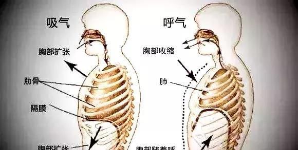 典传筋骨体系 这才是 丹田的实质 知道的人却不到1 快资讯