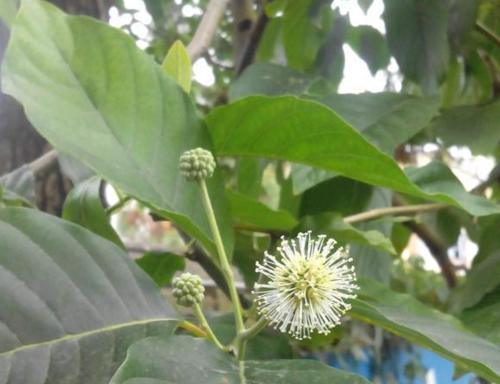 野生植物|这是我国特有的一种植物,很多人不知道,拿去当柴烧了