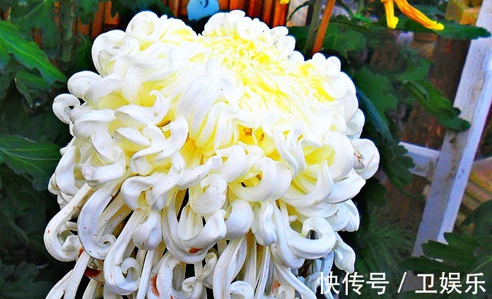 养花|喜欢菊花，就养盆“菊中珍品”玉龙闹海，似白玉波浪，孤芳秀丽