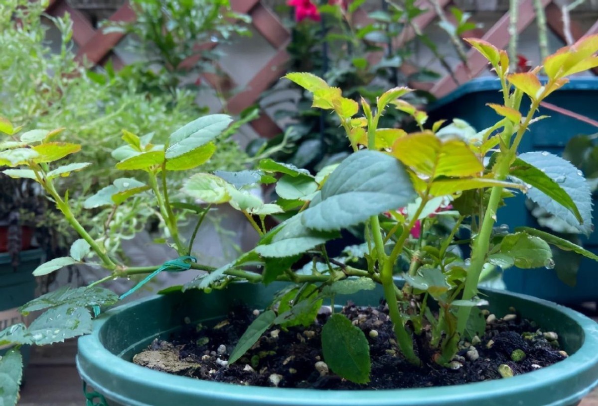 柳树枝|2种“生根水”制好后,往土里浇一点,植物根须就能嗖嗖窜出盆