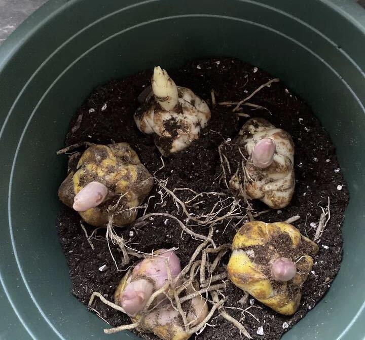 春天种百合,2个月就开花,土里埋一次。来年一大窝,满是百合花