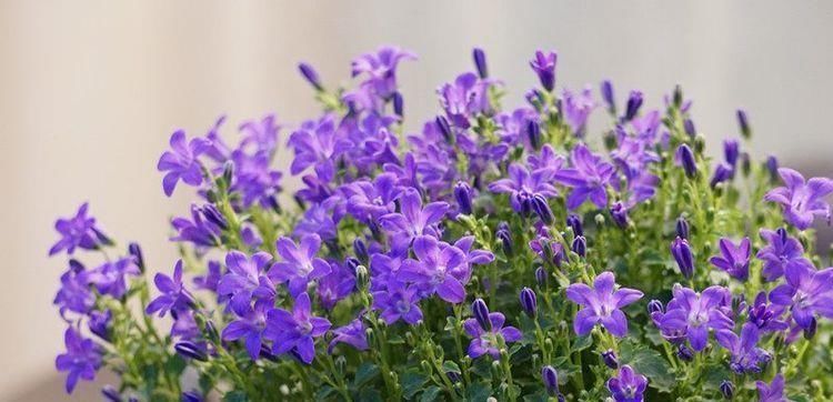 养花|喜欢养花,不妨试试这几款,花朵开爆盆,花色绚丽多彩