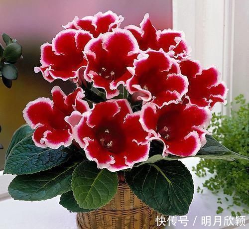 这几种花搬到阴凉地,遮阴养开花多,夏天就该这样养