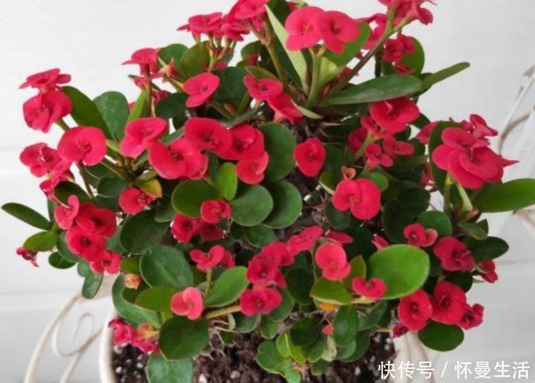 浇灌|5种漂亮花,好养易活,花开不断,枝头窜满花苞,美