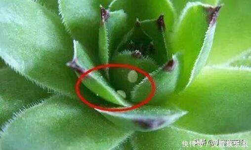 黑虫|多肉长虫了怎么办3个小方法,虫子一个都不见,叶片又肥又美