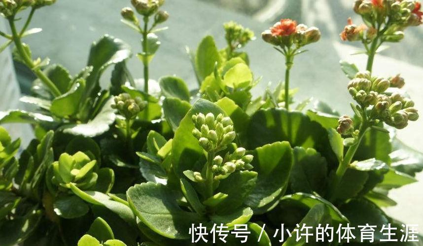 长寿花迟迟不见孕蕾，2种肥扔盆里，花苞蹭蹭冒开花量大