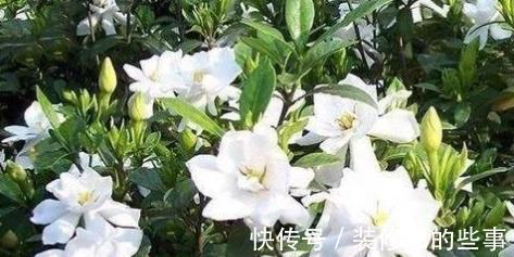 栀子花|养花就养个花期长的,花大色艳,四季繁花似锦,美