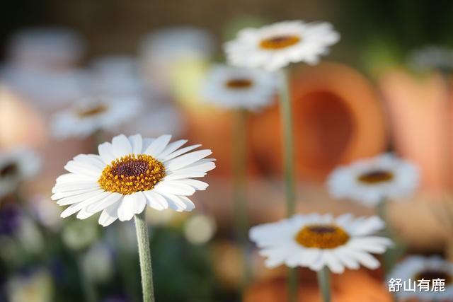 心态|人到五十,调整心态,最有福气的生活方式,莫过于这两个字