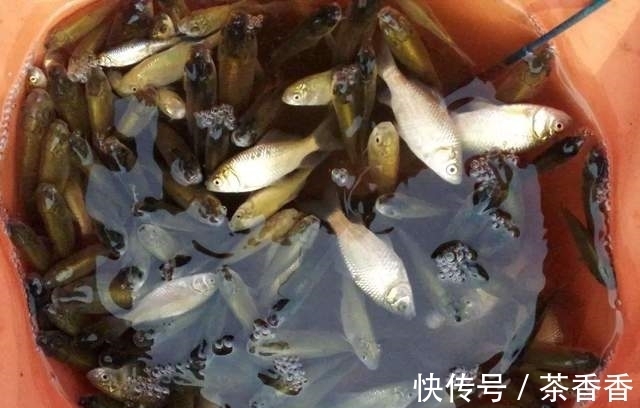 想要野钓鲫鱼连杆给口，这几种鲫鱼爱吃的饵料，就不得不认识一下