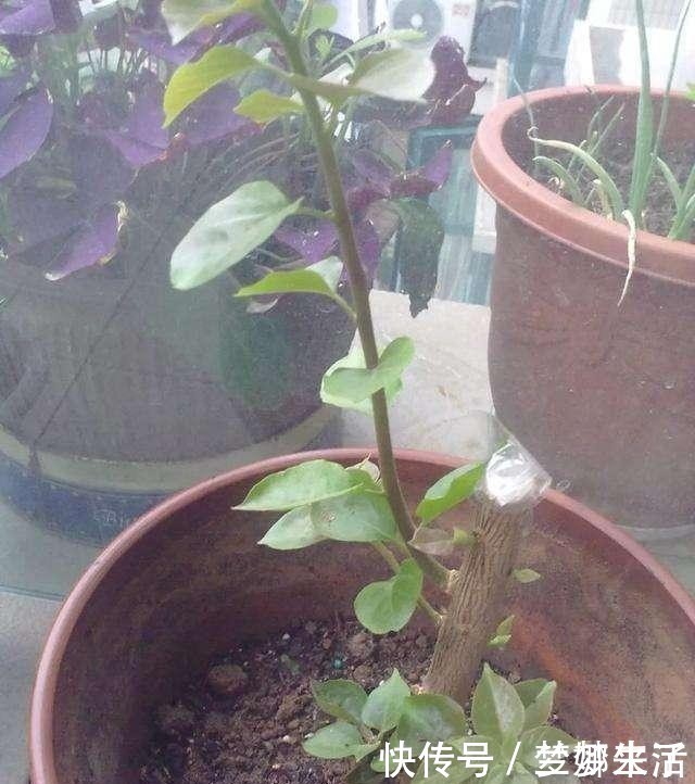 成活率|三角梅老杆扦插技巧,看完都变扦插高手