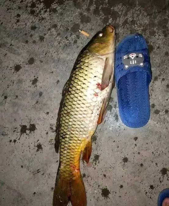 都说钓大鱼要用玉米，但是生的，熟的和发酵的，该用哪个呢？