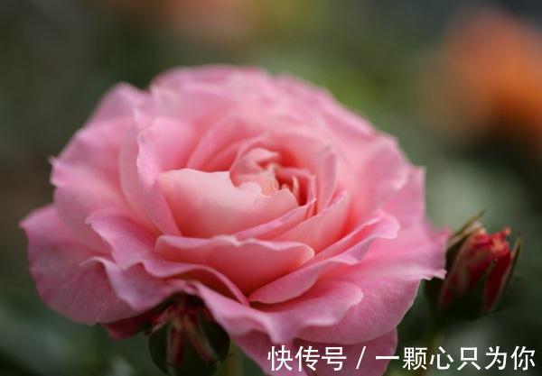 最值得入手的月季,海神王阳台