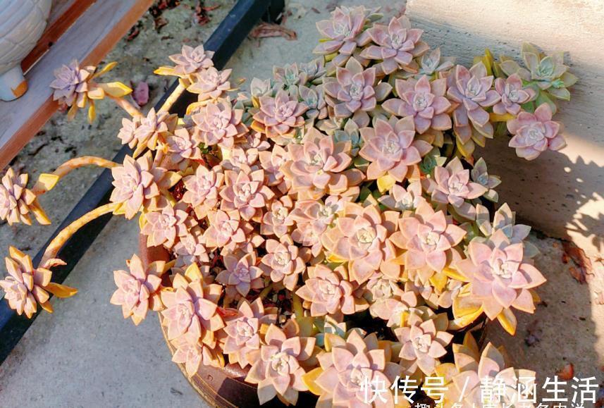 寻找夏天能纯露养的多肉?那你怎么能错过粉嫩甜美的阿伦培呢?