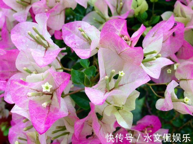 花芽|掌握了三角梅开花的这三大要素,再也不担心只长叶子不开花