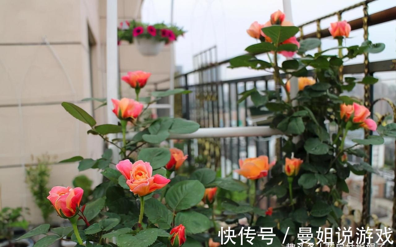 值得入手的11种月季，漂亮又好养，四季开花不断，阳台秒变花园