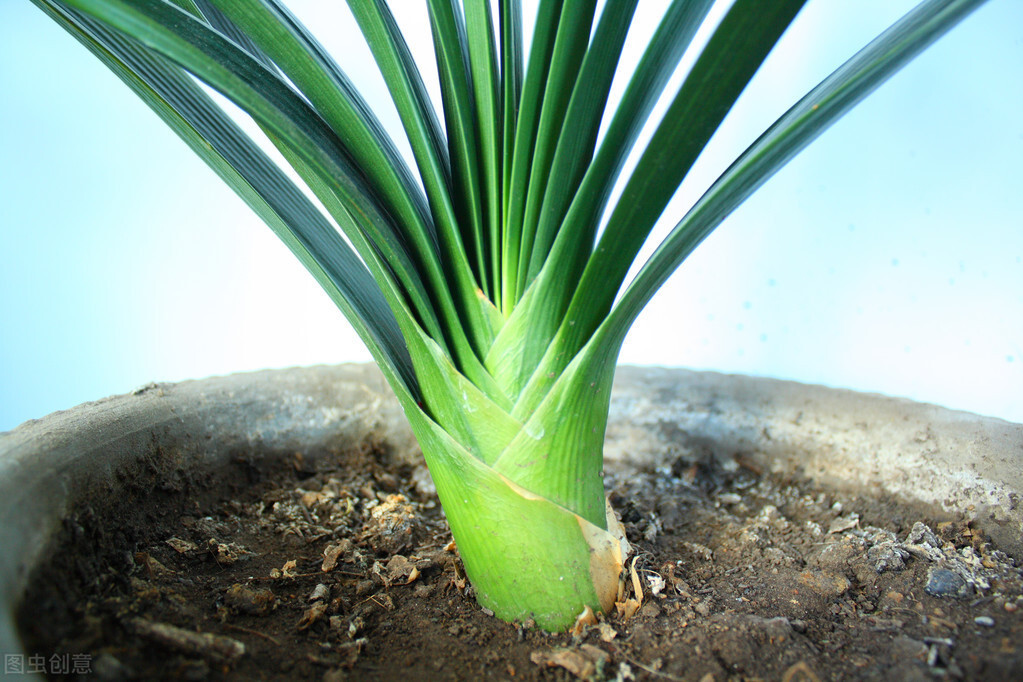 君子兰长得好不好,不在于开不开花,而在于这三个地方