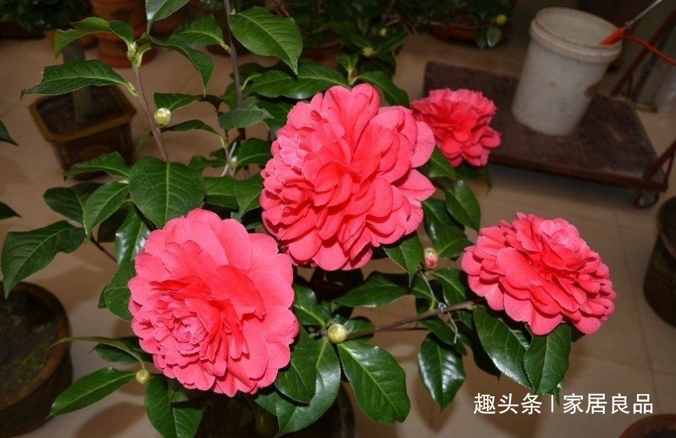 仙客来|不用买的这“3种花”，一根枝条，家里瞬间变“花海”