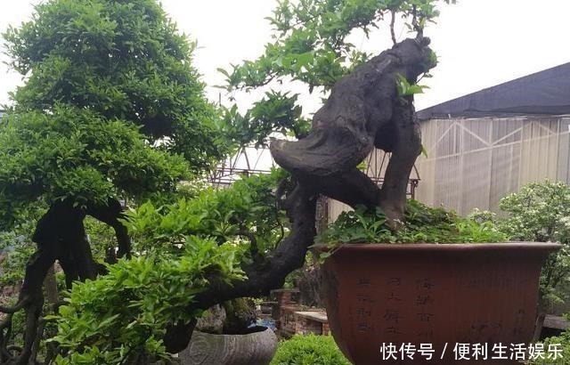 别再养发财树、金钱树了,此种树,山上“挖1棵”,养成老桩值钱!