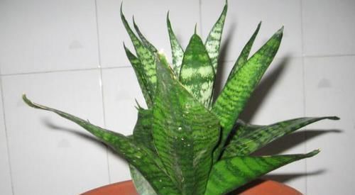 天冷养虎皮兰,做到这些,室内盆栽照样呼呼窜新芽,幼苗挤满盆