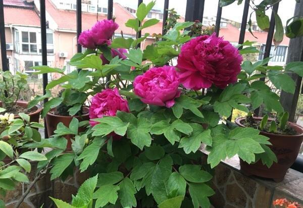 施肥|4种“富贵花”，7月要“穷养”，天气凉了就猛长