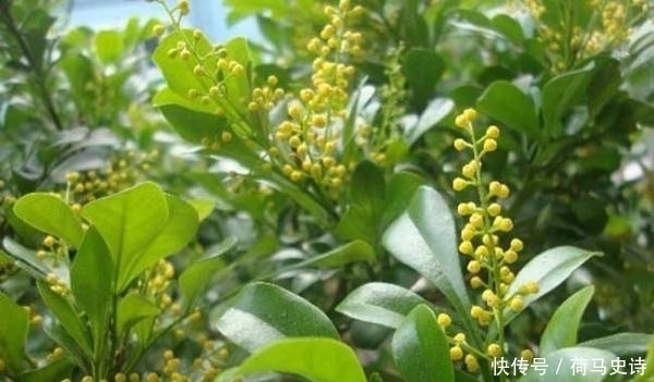 浇水|这种植物，有兰花的香气，树的气质，还比兰花好养，一开就半年！