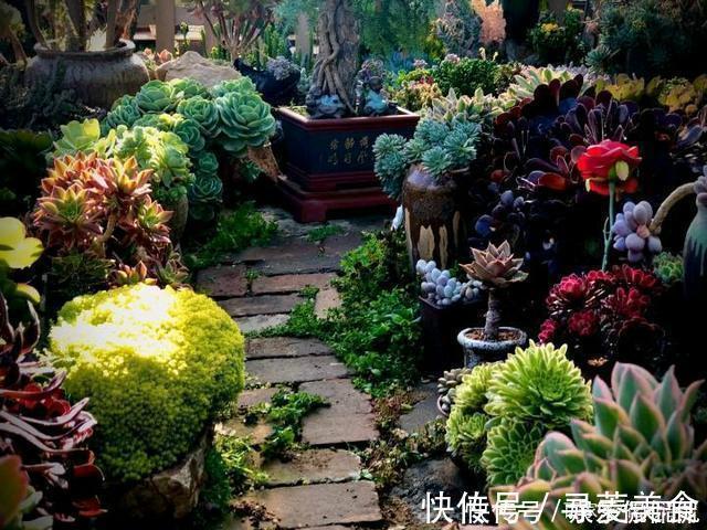 多肉圈|他痴迷养多肉,将500多盆多肉养出“高级感”,大家都夸美如仙境