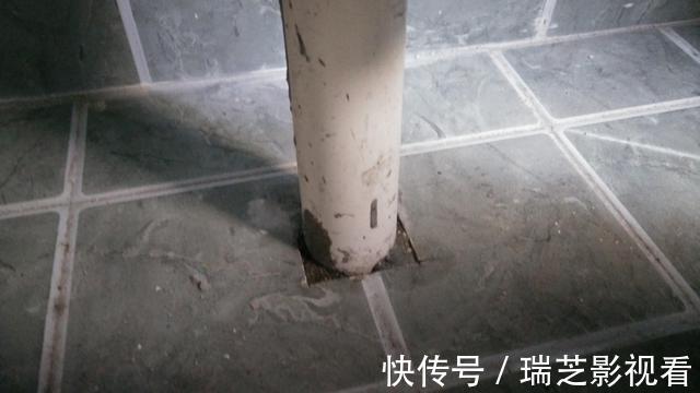 竖管|卫生间里的小飞虫是什么？只需三步，就能彻底杜绝