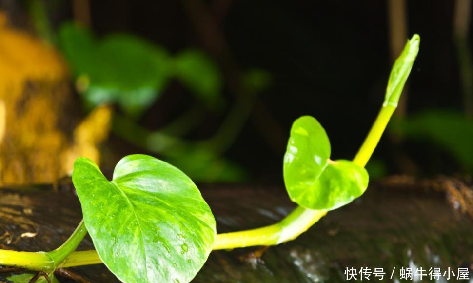  冬天|冬天养花一定要保暖，这4种花冬天就怕这些问题，一不小心就枯黄