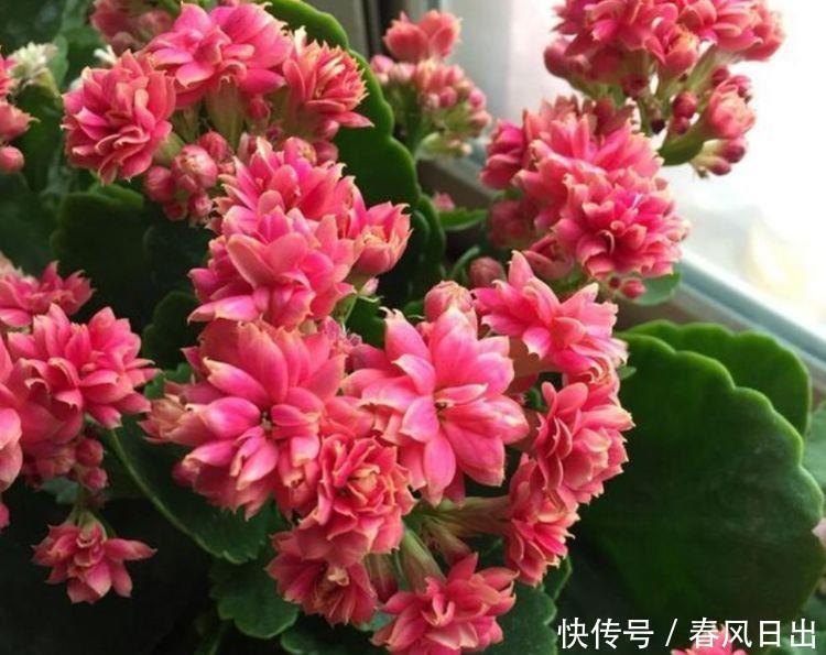 四款花朵超好养,花枝插盆里,一盆变多盆,绚丽多彩美极了