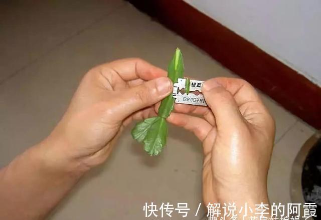 蟹爪兰|蟹爪兰“嫁”给它,层层叠叠的造型太漂亮,到了花期,开满了花