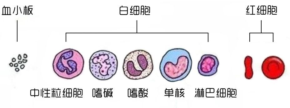 wbc|血常规能够区分细菌感染还是病毒感染吗？