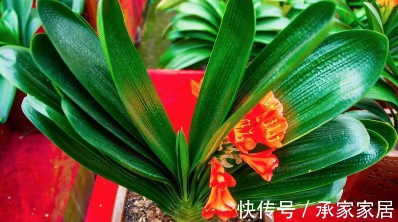秋季如何养君子兰不夹箭?注意4点,植株越长越旺盛