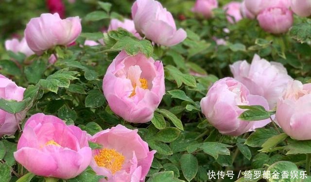 家乡|同是宣传家乡牡丹孟美岐严肃用心,王一博只说四句话点赞翻倍