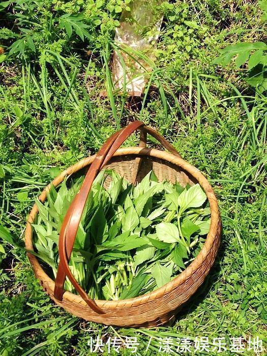 城里人|这野草闻起来臭烘烘，作用多味道爽口，城里人爱不释手