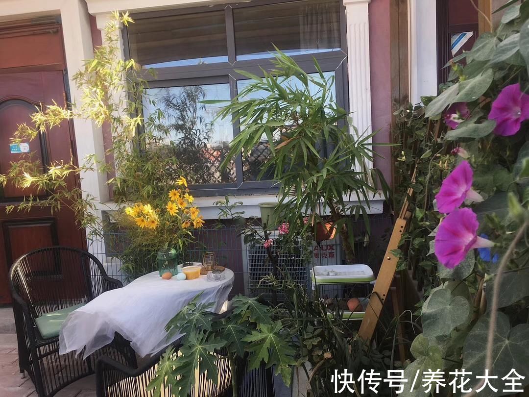 装修|农村没人要的平房,6万块钱买下来,花2万装修,养花正好