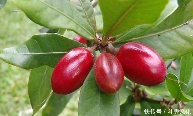 排毒养颜|对女人最好的水果,每天当零食吃几颗,淡化色斑,脸色更红润