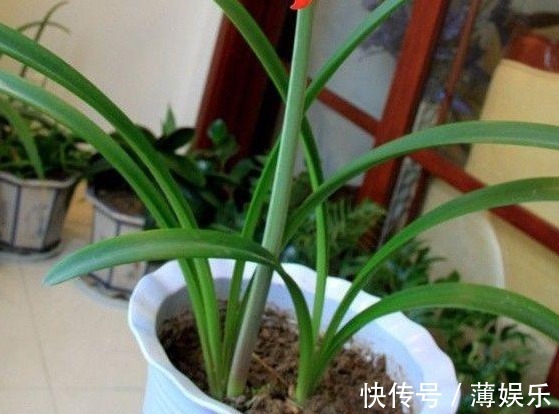 栽种|朱顶红光长叶子不开花,做好6点,轻松开爆盆!