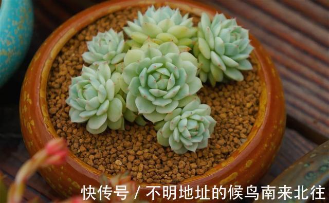 60种多肉图鉴及养护要点，1分钟学会，超全超实用！